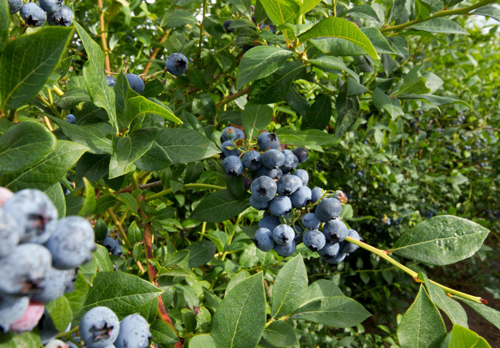 We are committed to local! But what does that mean? – Blog – Frozen brands Close-up image of a blueberry orchard.